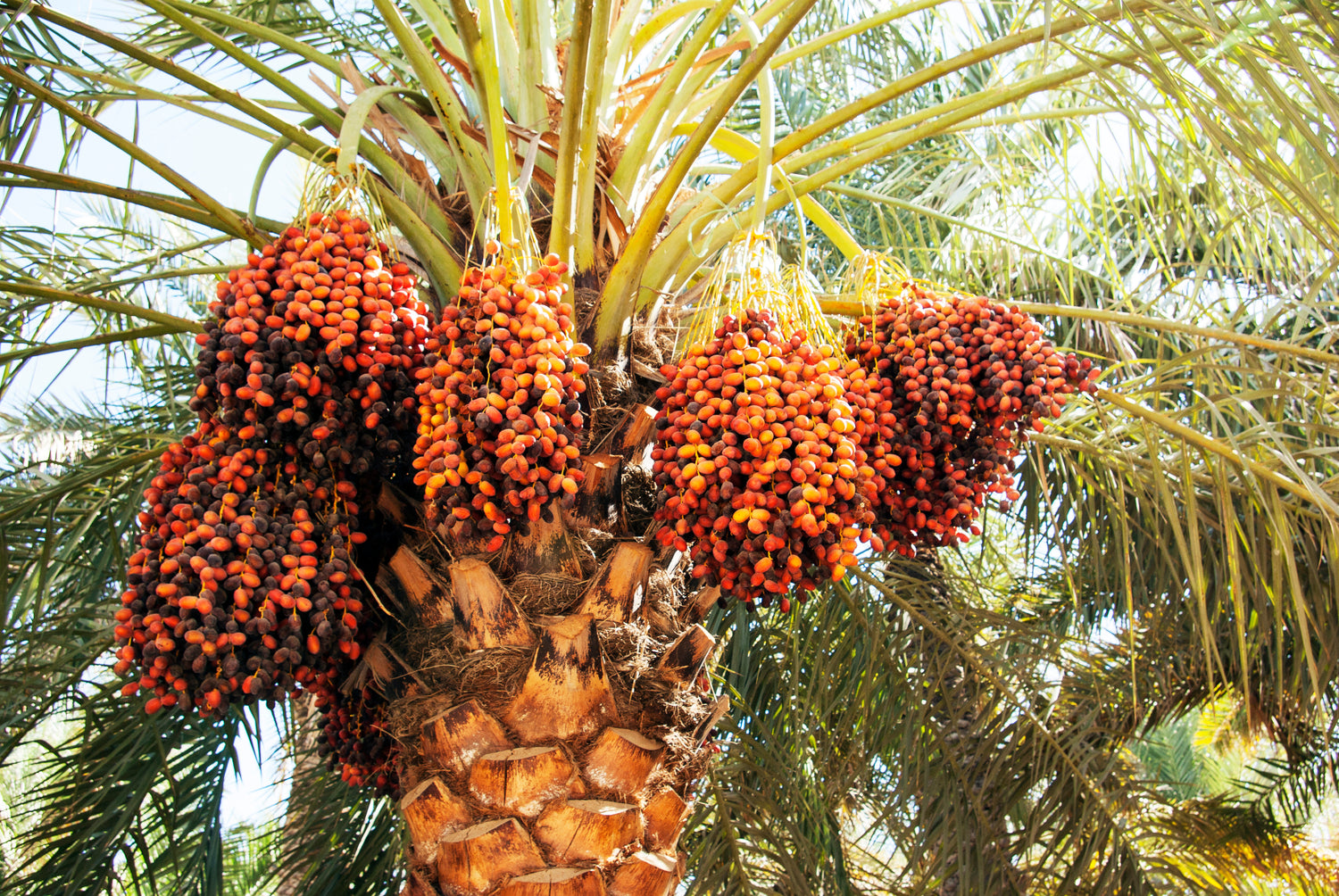 date sweetened almond milk date tree